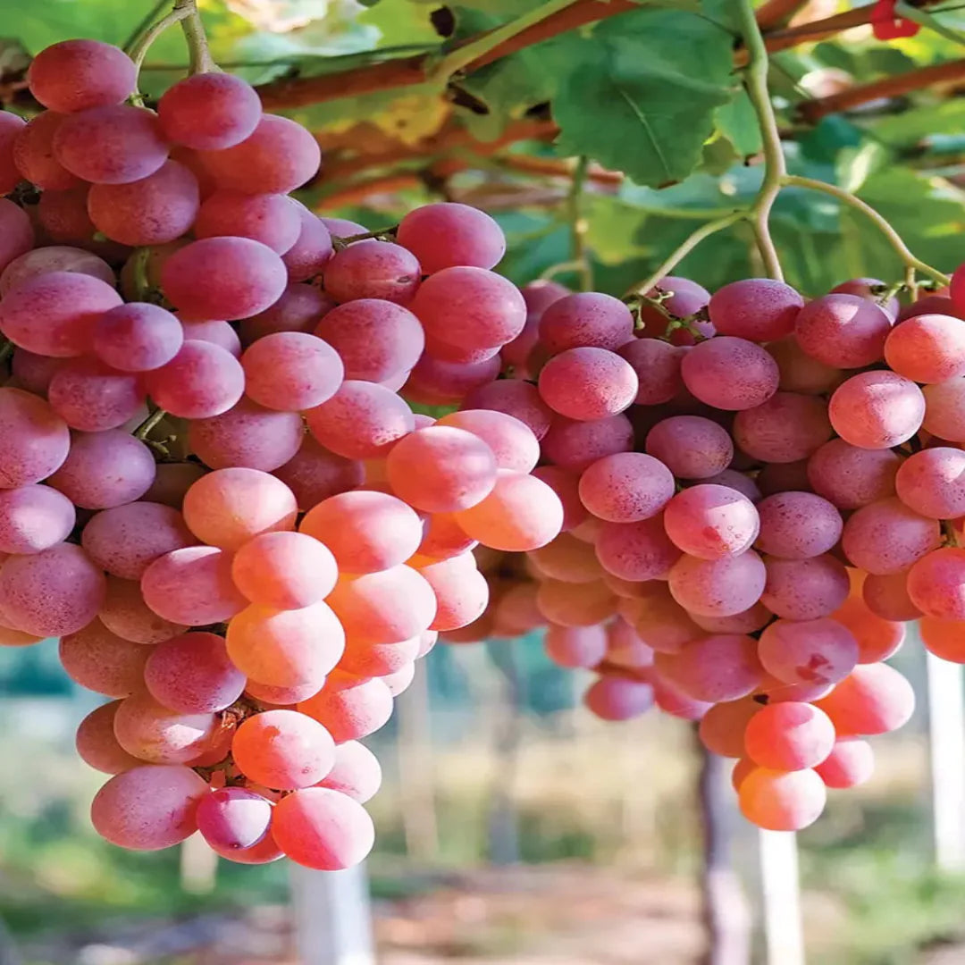 Einset Red Seedless Grape Vine | Pixies Gardens