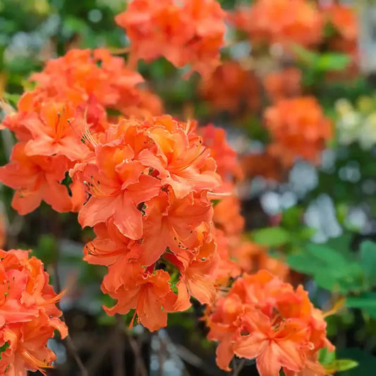 Evergreen Solar Glow azalea plant with dense foliage and seasonal flowering