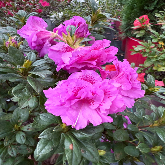 Healthy Majesty Encore Azalea plant with lush green leaves and pink flowers