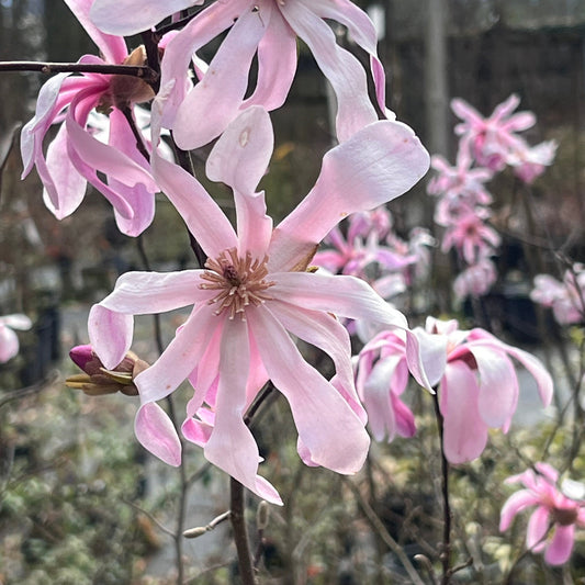 Magnolia Leonard Messel in full bloom with multiple pink flowers on graceful branches