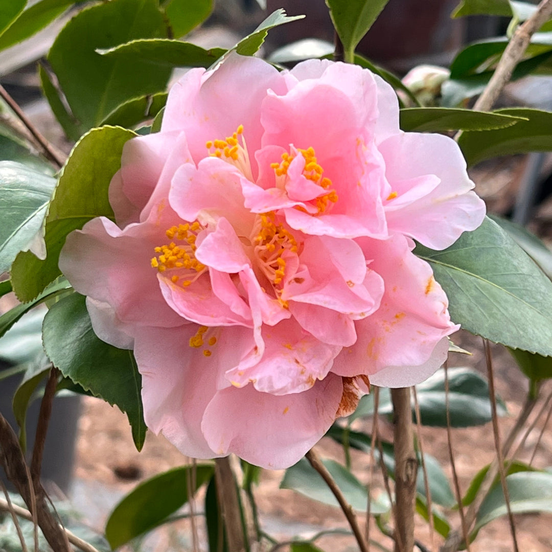 King's Ransom Camellia