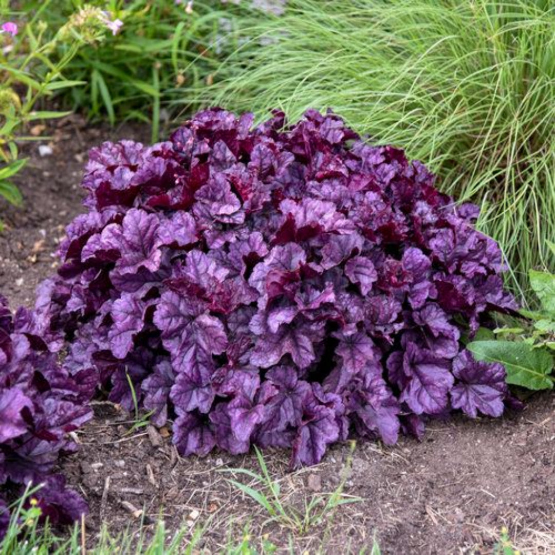 Heuchera Dolce® 'Wildberry' Coral Bells