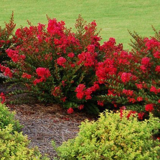 Cherry Dazzle crape myrtle landscape planting