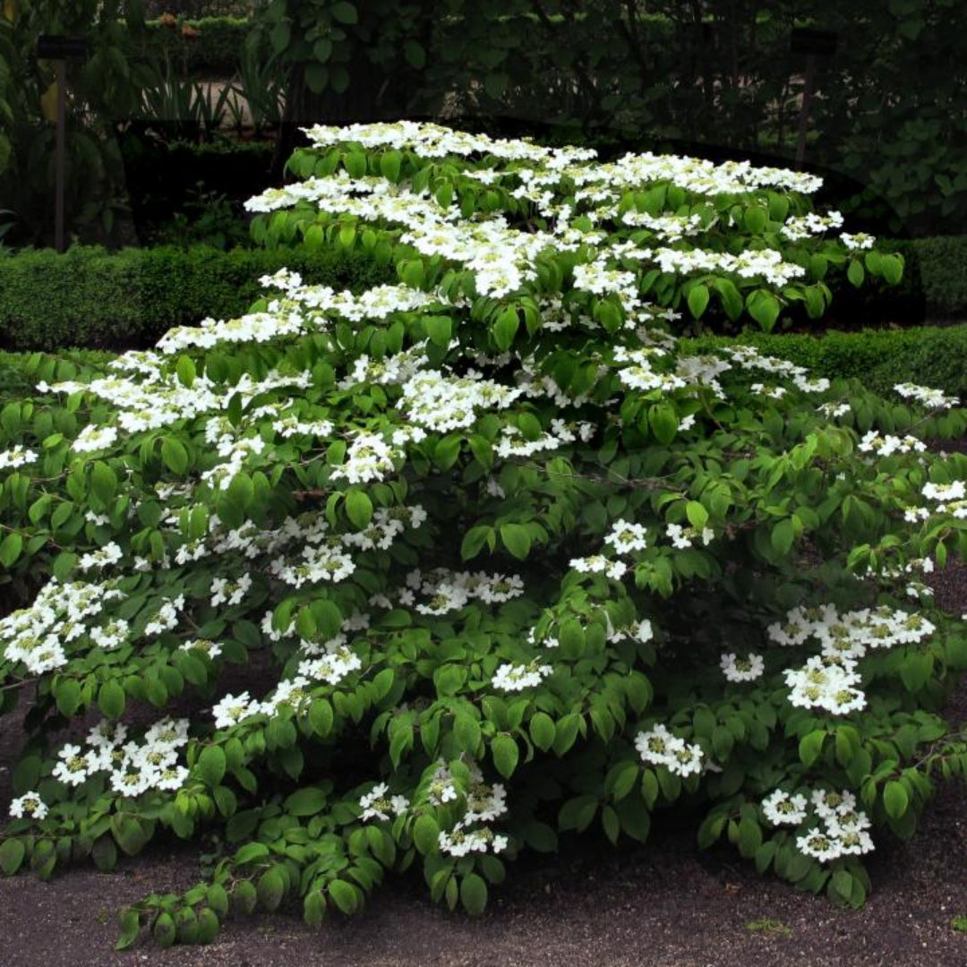 Spring Blooming Mariesii Viburnum Shrub with Horizontal Branches and White Clusters