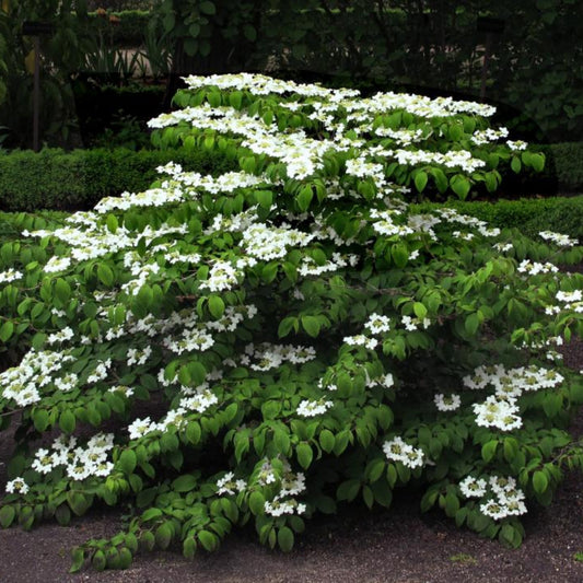 Spring Blooming Mariesii Viburnum Shrub with Horizontal Branches and White Clusters
