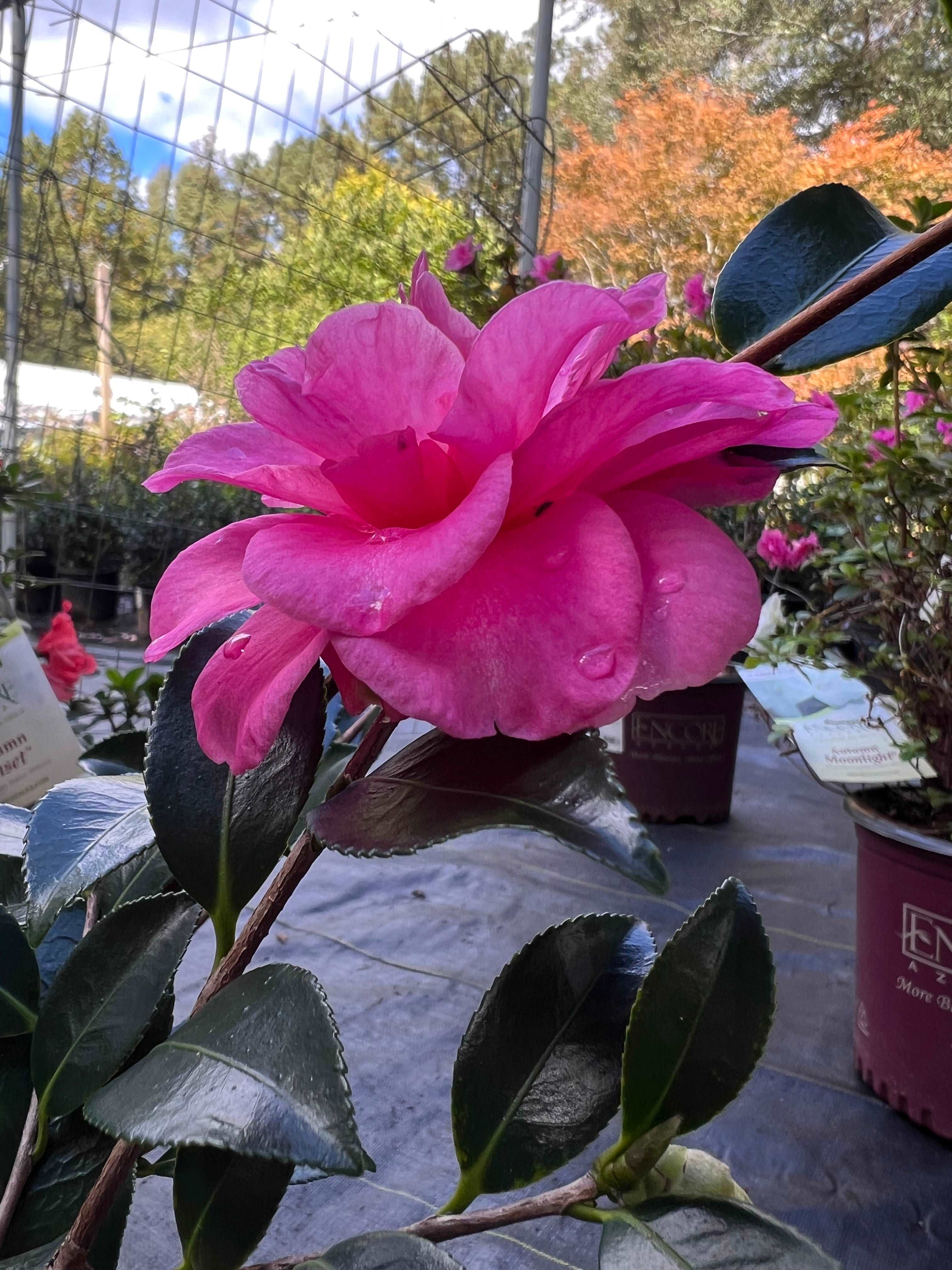 Camellia Shishi Gashira Plant