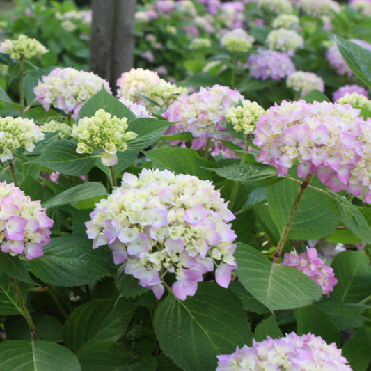 Endless Summer Hydrangea – Original Reblooming Hydrangea | Zones 4–9 live plant for landscaping and home gardens