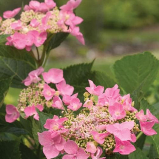 Ada Lynn Hydrangea shrub in full bloom with vibrant pink petals and green foliage