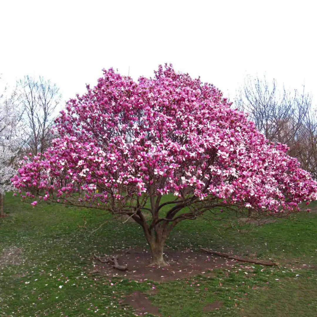 Vibrant pink magnolia blossoms opening in early spring on a healthy shrub