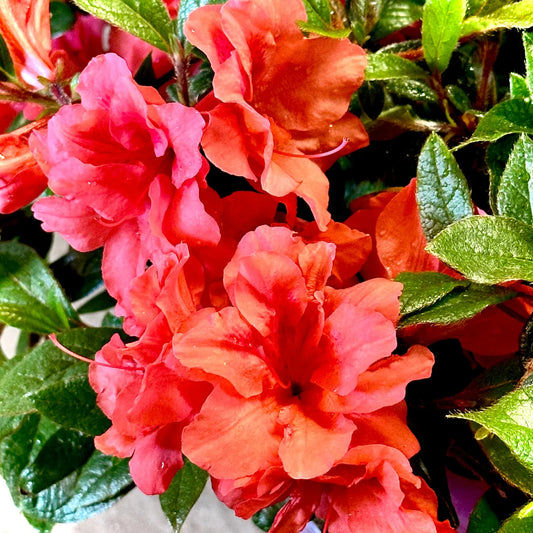 Autumn Princess Encore Azalea – flowering plant
