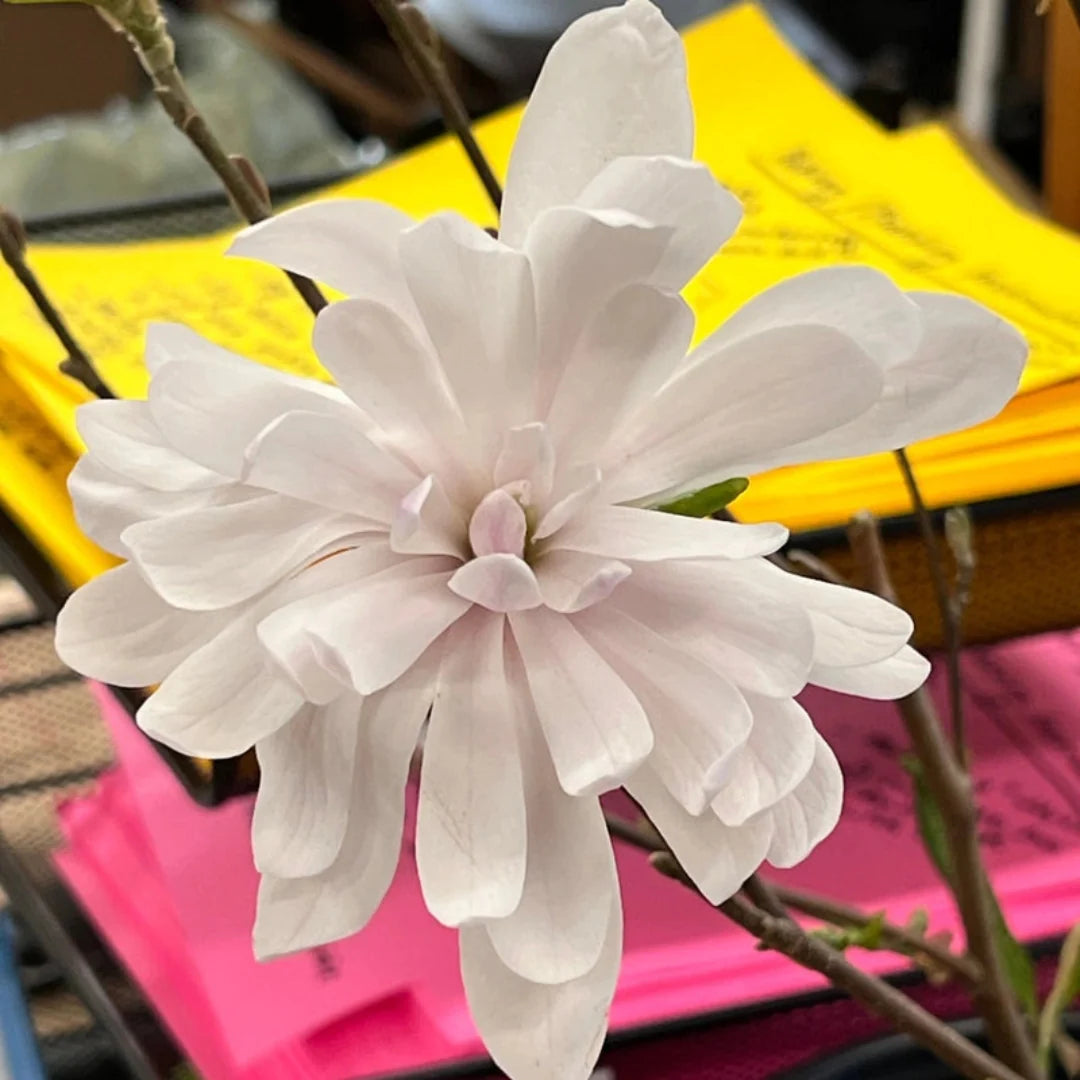 Young Centennial Blush Magnolia tree flowering in early spring
