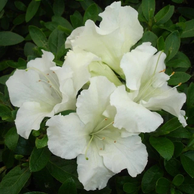 White Azalea White Blooming Azalea – Evergreen Flowering Shrub