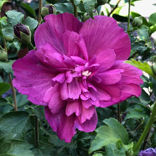 Raspberry Smoothie hardy hibiscus pink flower close up