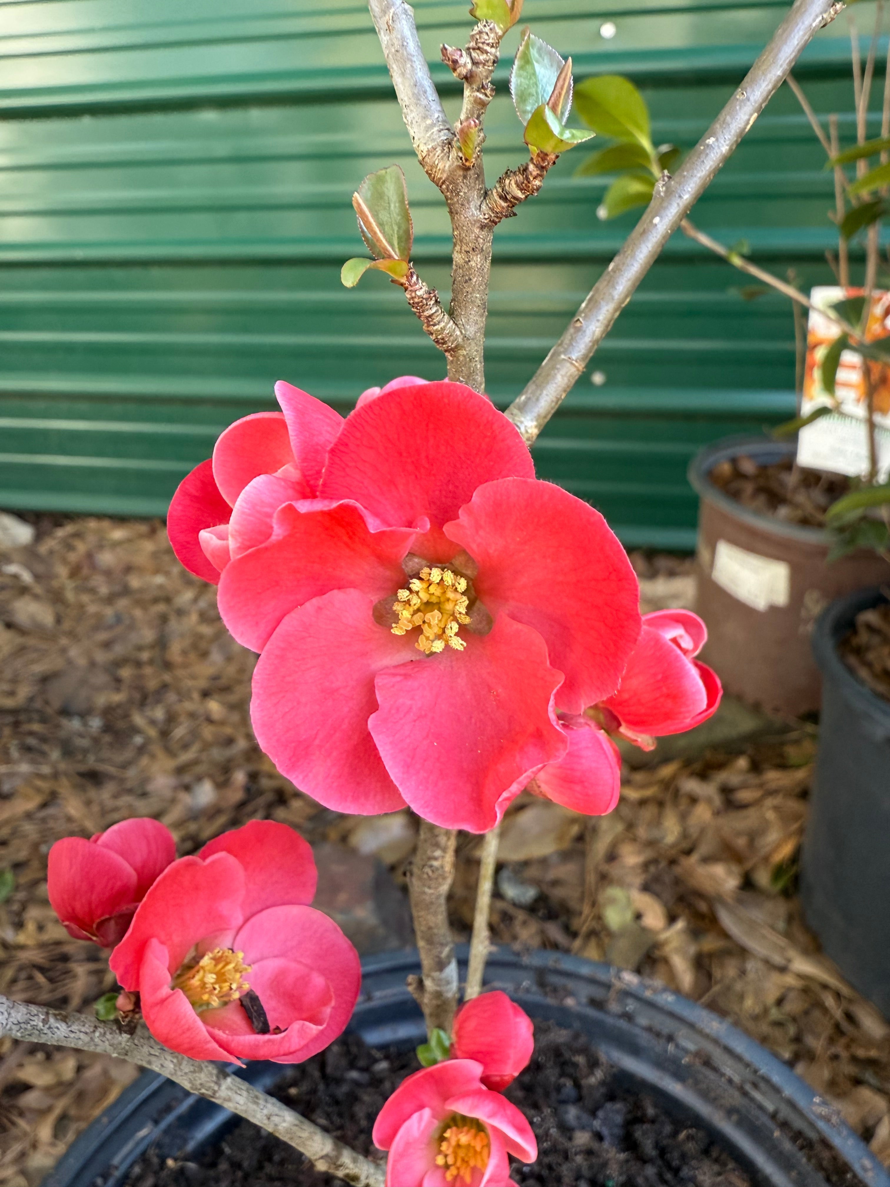 Chaenomeles Spitfire red flowering quince ornamental plant