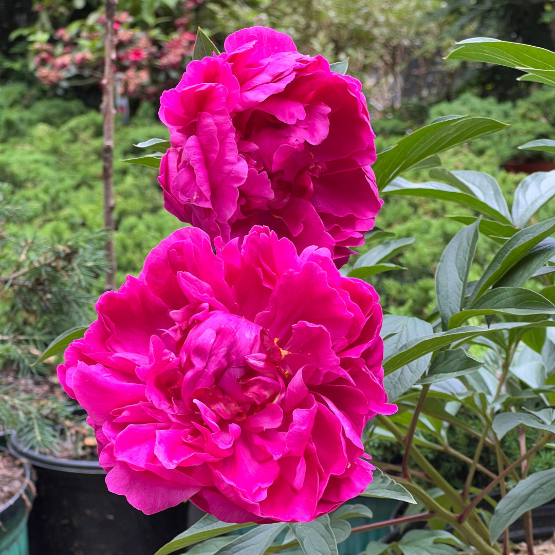 Peony Kansas