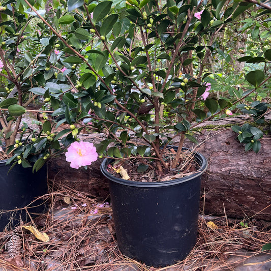 Pink Snow camellia shrub evergreen foliage