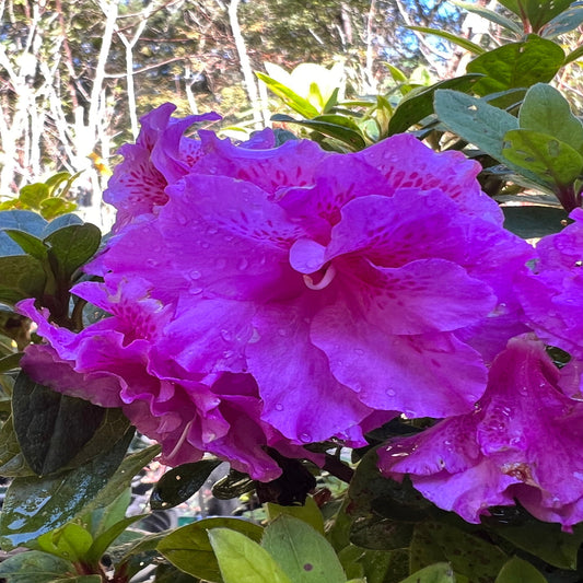 Close-up view of Majesty Encore Azalea flowers with rich pink petals