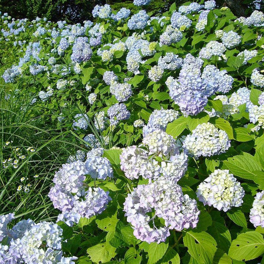 Care instructions for growing Hydrangea Macrophylla Dooley plants