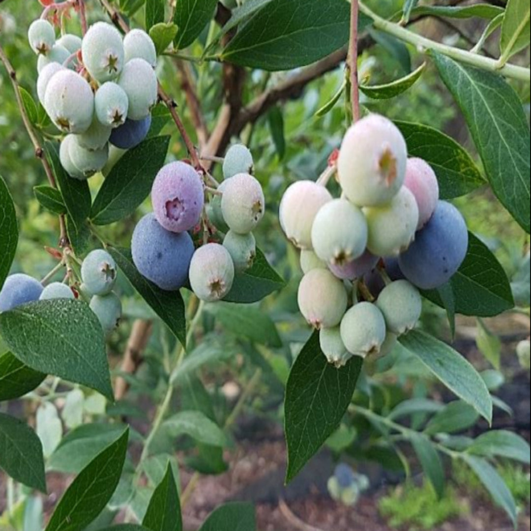 Healthy Vernon Blueberry Bush with strong root system and vibrant green leaves