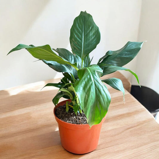 Healthy spathiphyllum indoor peace lily houseplant in decorative pot