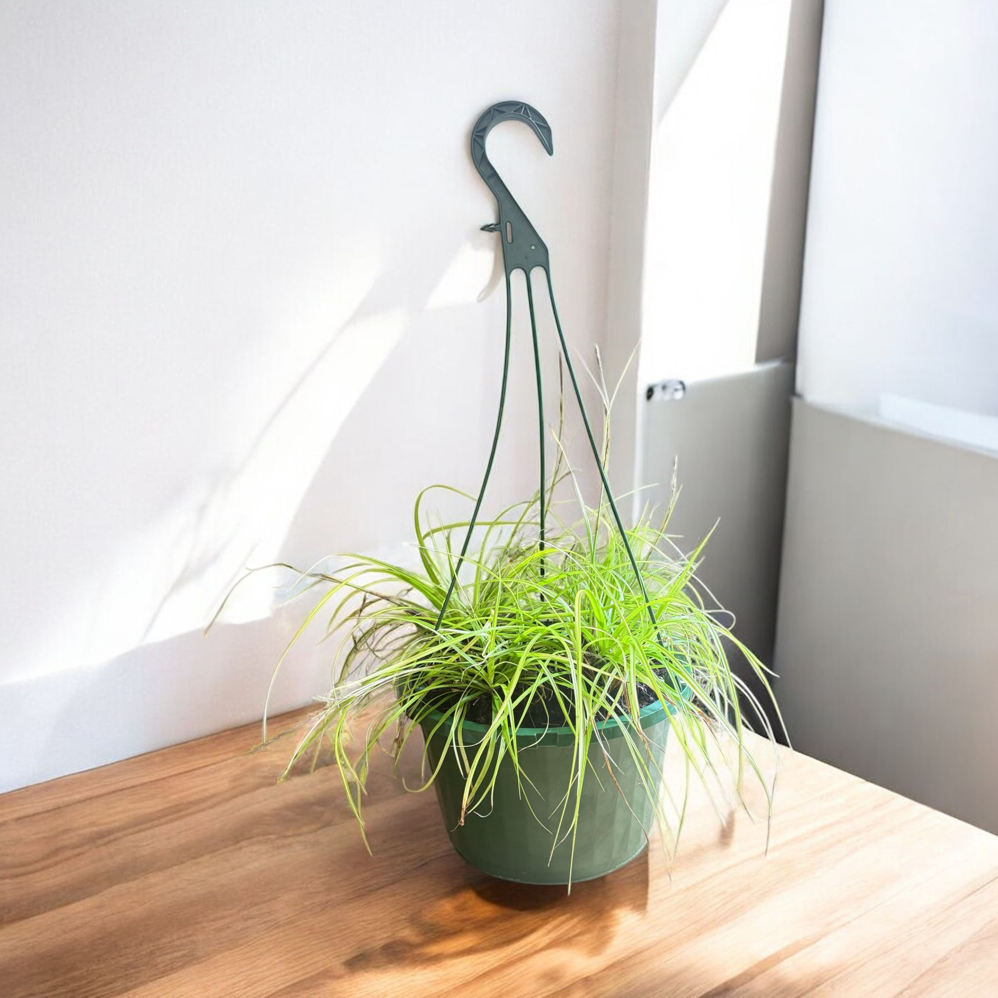 Evergold Carex Grass Hanging Basket Live Indoor Outdoor evergold-carex-grass-hanging-basket-live-indoor-outdoor