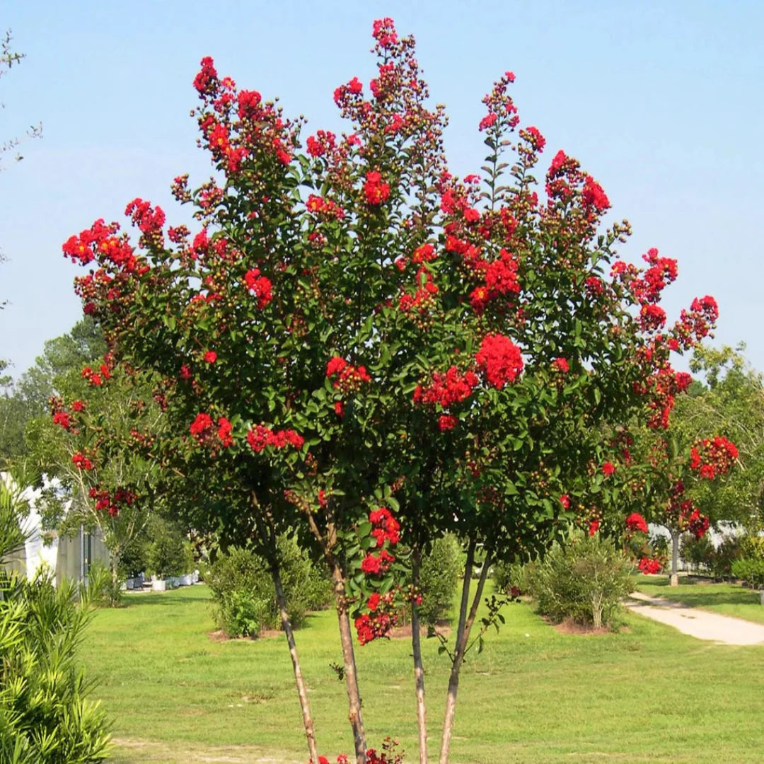 Young Red Rocket Crape Myrtle plant showing healthy green foliage