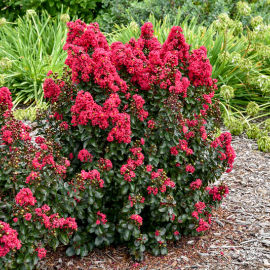 Lagerstroemia Barista 'Cherry Mocha' Dwarf Crapemyrtle – evergreen