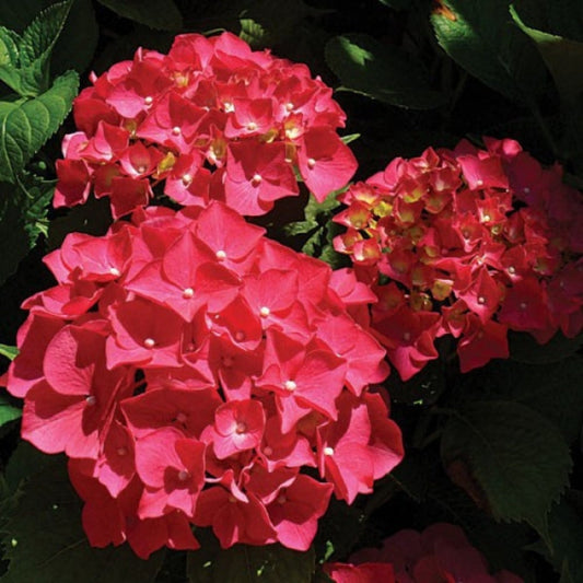 Colorful shrubbery Red Sensation Hydrangea for bordersss