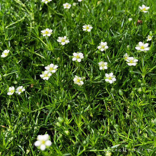 Evergreen Irish moss plant low growing groundcover for pathways