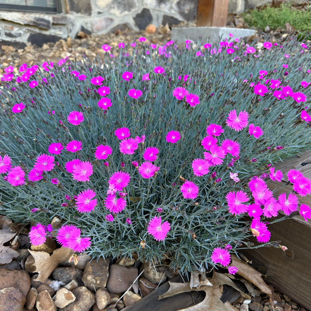 Firewitch Dianthus perennial in garden