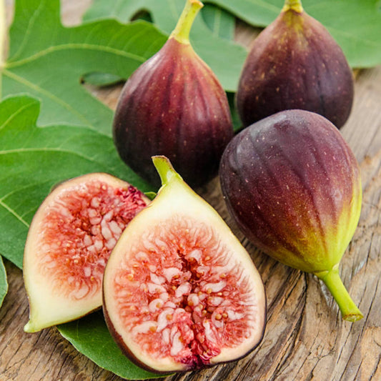 Brown Turkey Fig Tree growing in full sunlight