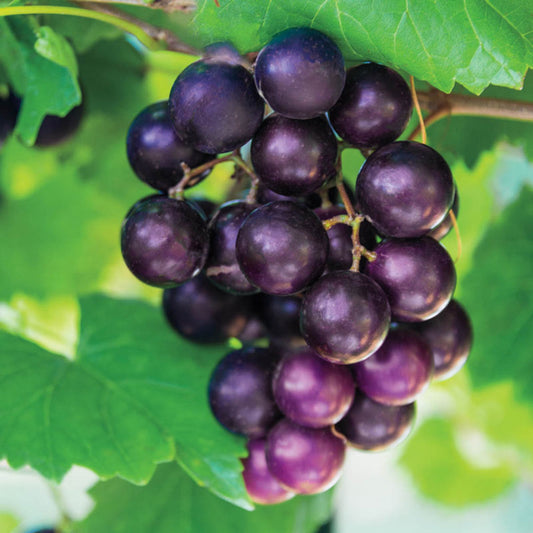 Black Fry Muscadine Grape plant in pot
