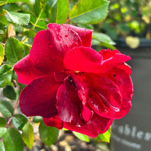 Brick House Rose shrub potted for sale