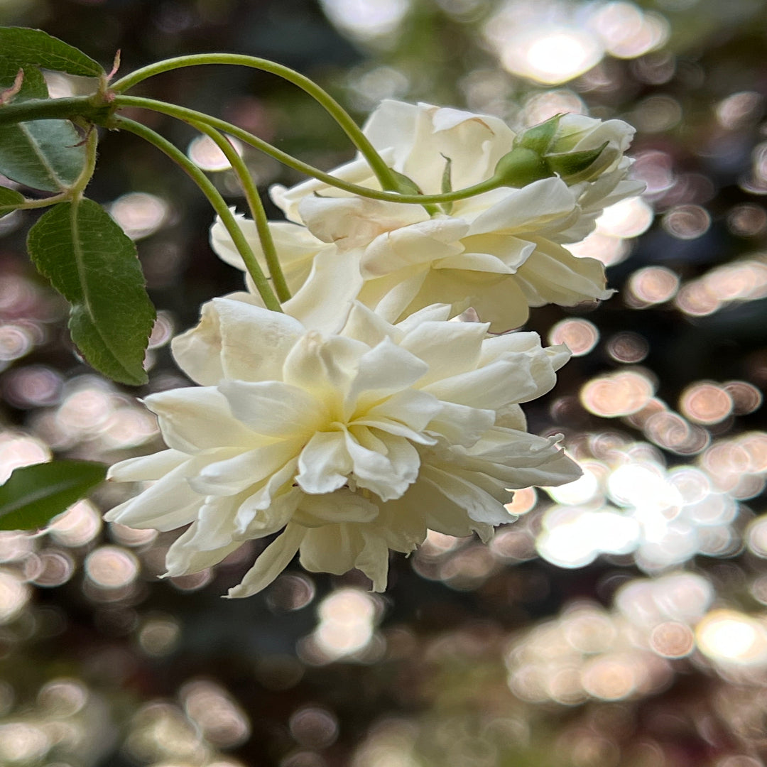Arching branches of White Lady Banks Rose covered in soft white blossoms
