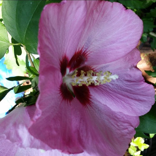 Minerva Althea Rose of Sharon tree in full bloom – nursery grown hibiscus available at Pixie’s Gardens