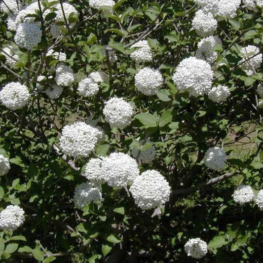 Cayuga Viburnum Shrub with Pink Buds and White Blooms in Garden