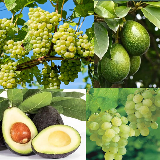 Healthy grape vine with green leaves
