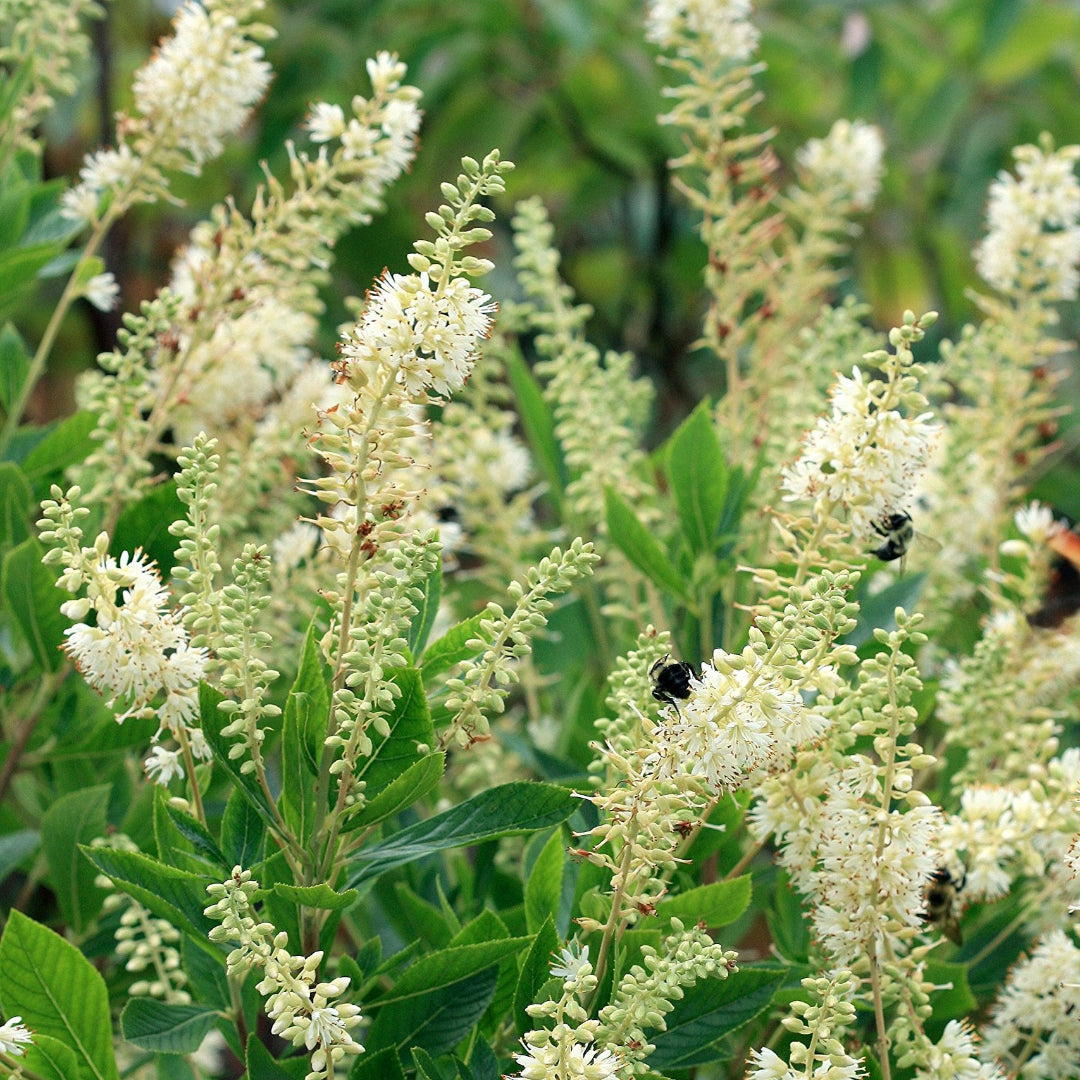 Clethra Summersweet shrub attracting bees and hummingbirds