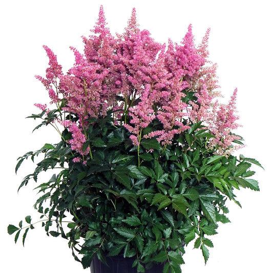 Astilbe Rheinland False Spirea pink blooms