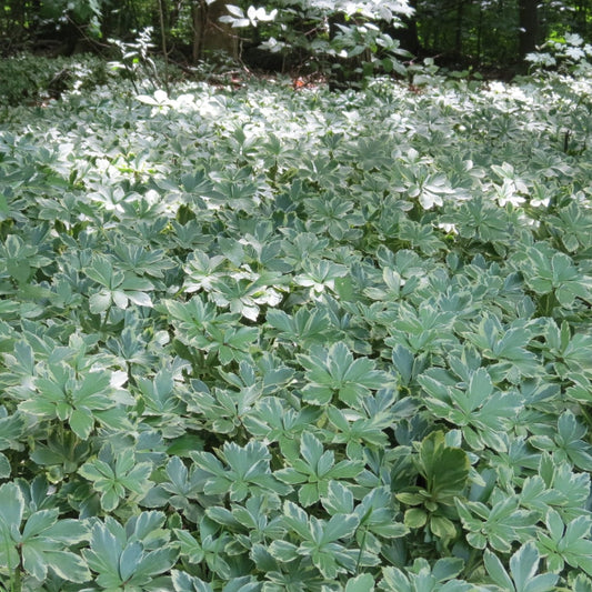 Japanese Spurge Silver Edge foliage in garden