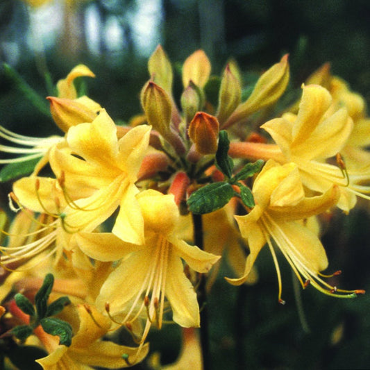 Rhododendron ' Admiral Semmes' Native Azalea – flowering plant