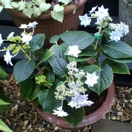 Hydrangea Hanabi plant in full bloom showing pure white star-like flower clusters