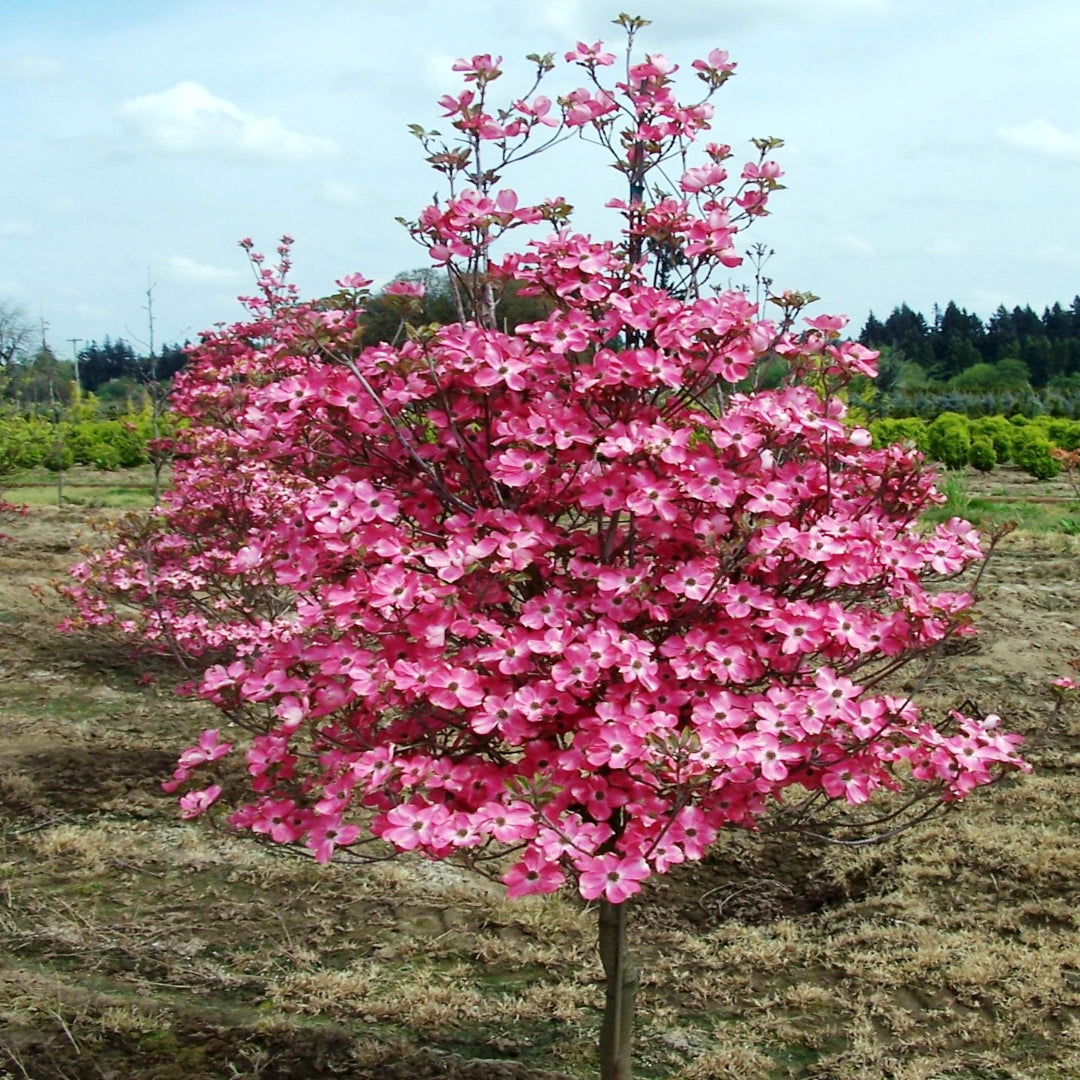 Mid-spring flowering Cherokee Chief Dogwood