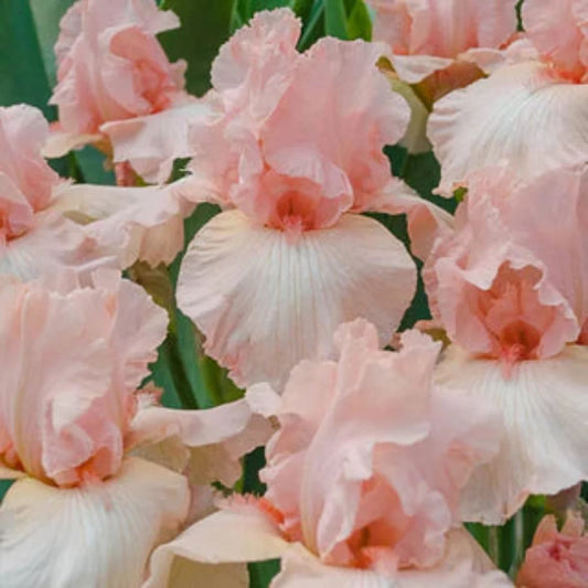 Iris germanica 'Peggy Sue' – evergreen