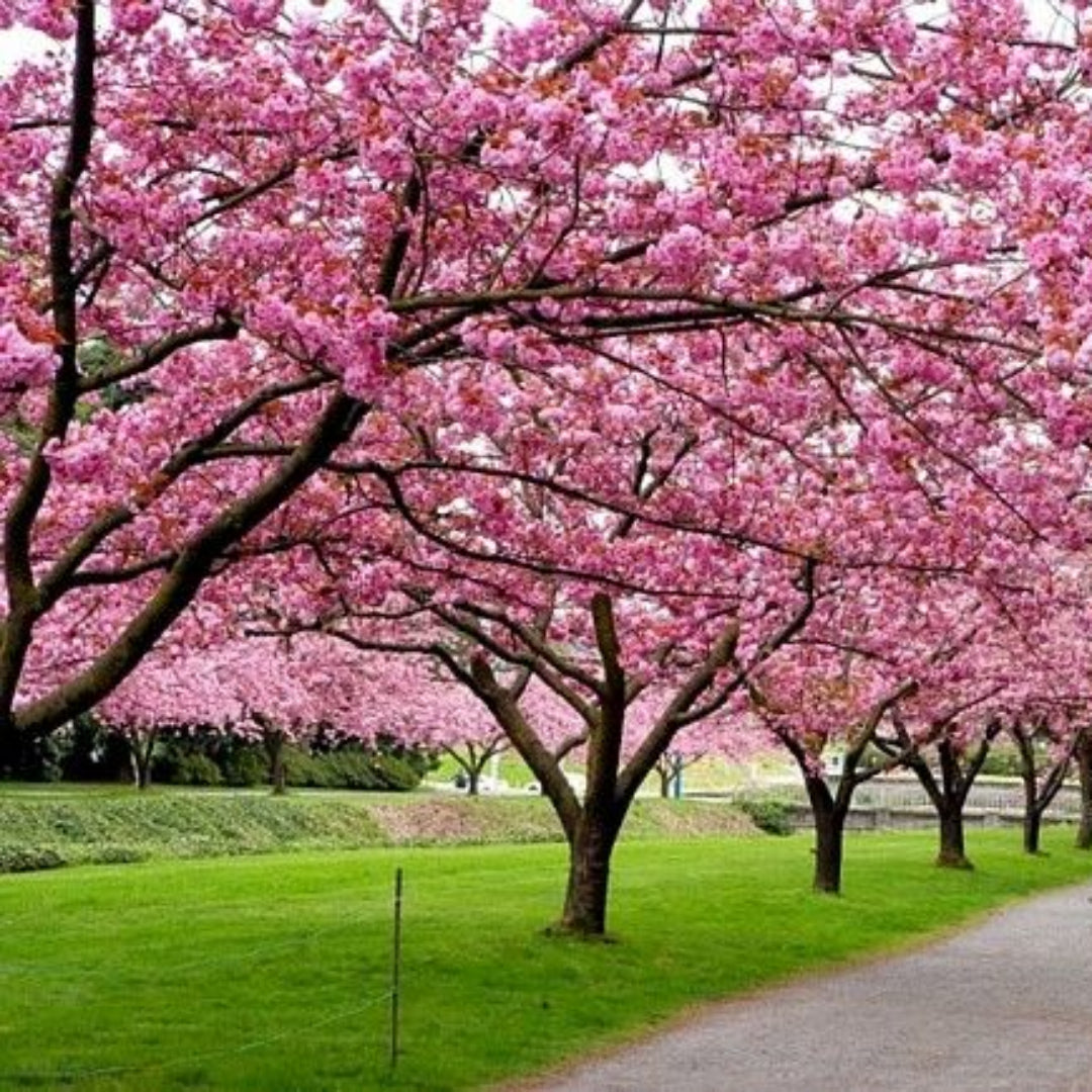 Mature Yoshino Cherry Tree