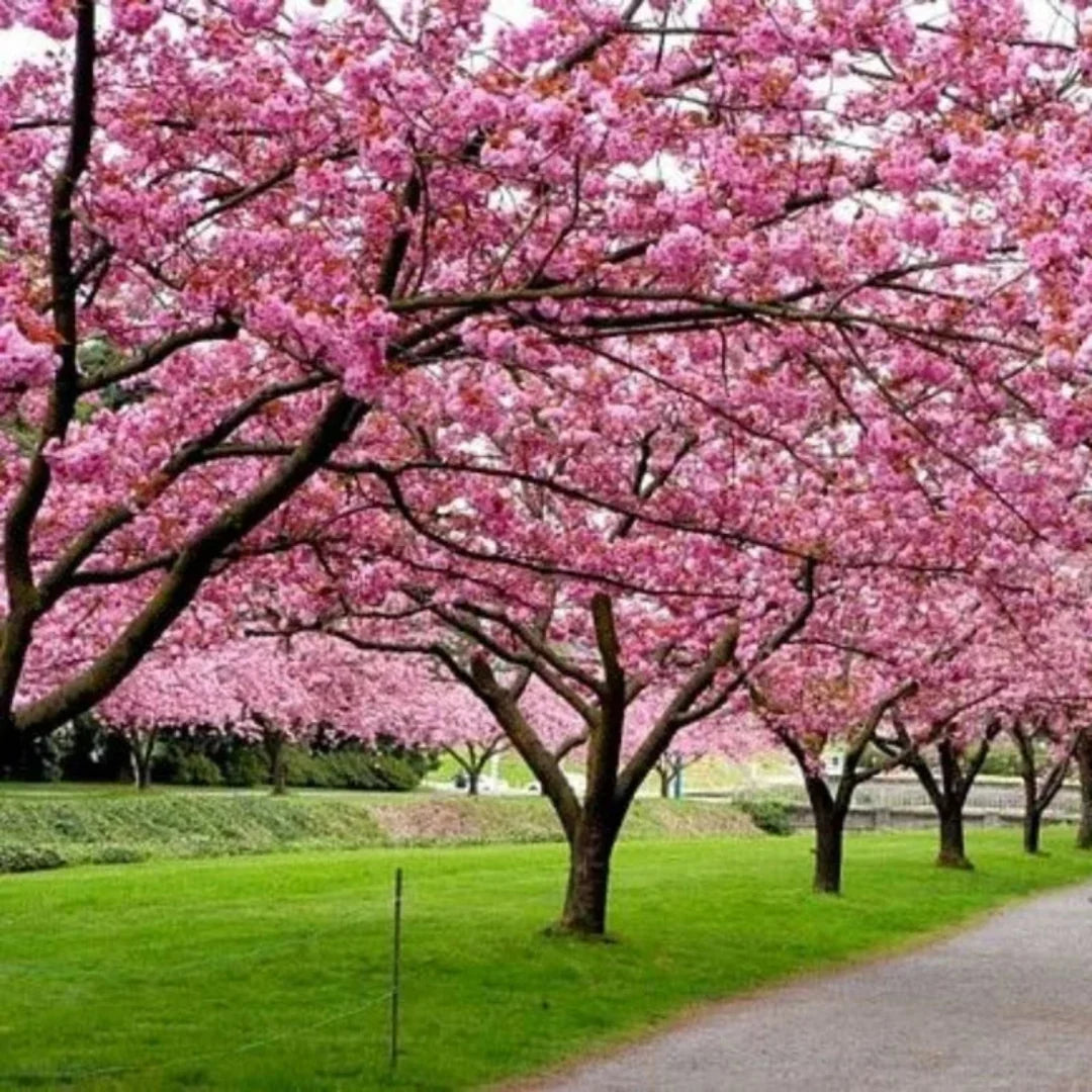 Mature Yoshino Cherry Tree