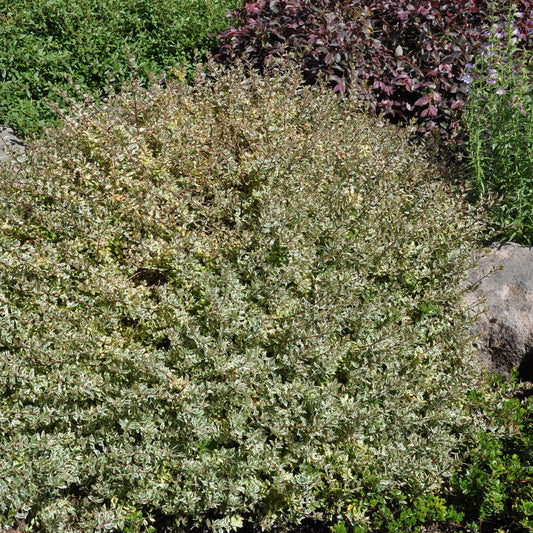 Abelia Confetti flowering shrub planted in outdoor garden bed