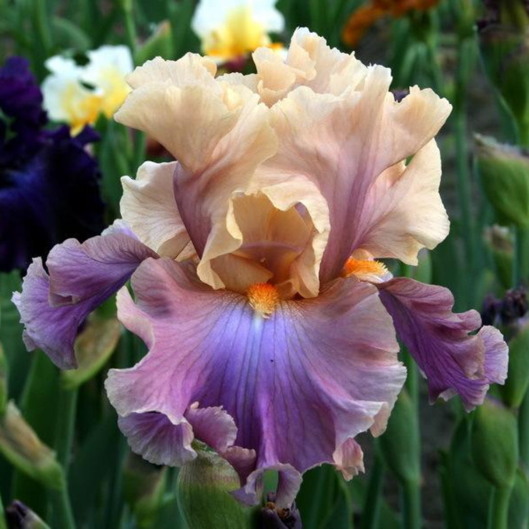 1 Gallon Pot: Iris Germanica 'Chasing Rainbows' Bearded German Iris. Ruffled, Peach-Pink Standards with Orchid-Violet Falls. Profuse Bloomer. .