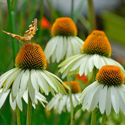White Swan Coneflower perennial plant in bloom