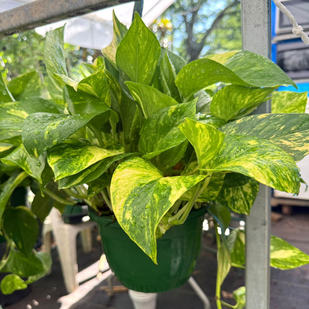 Variegated Golden Pothos leaves close-up